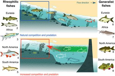 Living on the edge: Reservoirs facilitate enhanced interactions among generalist and rheophilic fish species in tributaries